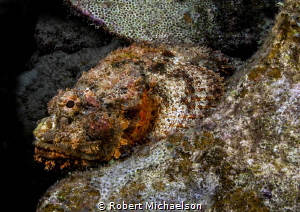 Blending in by Robert Michaelson 